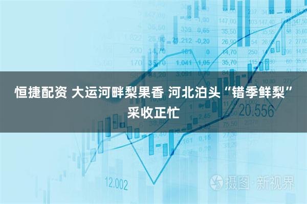 恒捷配资 大运河畔梨果香 河北泊头“错季鲜梨”采收正忙